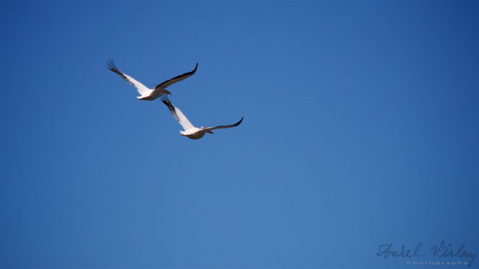 Two pelicans on their tandem fly.
