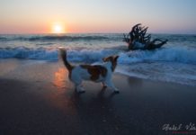 Landscape Photography of Sunrise with a puppy and roots in Vama Veche.