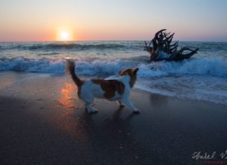Landscape Photography of Sunrise with a puppy and roots in Vama Veche.